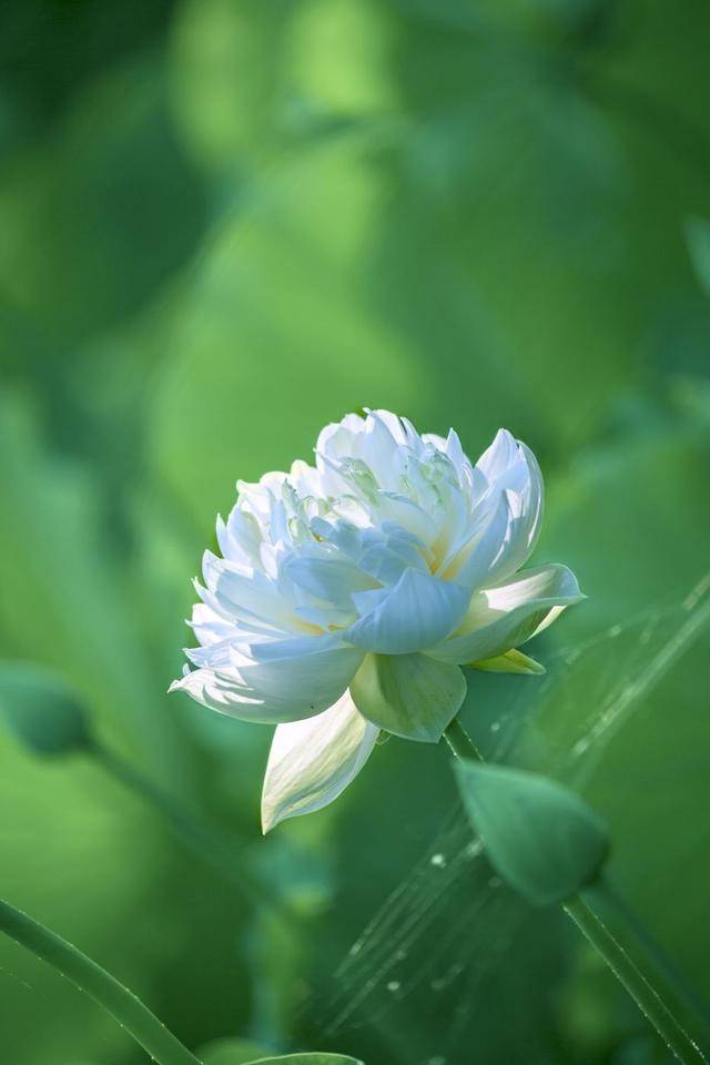 荷韻蔬香，雨中尋幽 花卉攝影與蔬菜美學(xué)的清涼對(duì)話