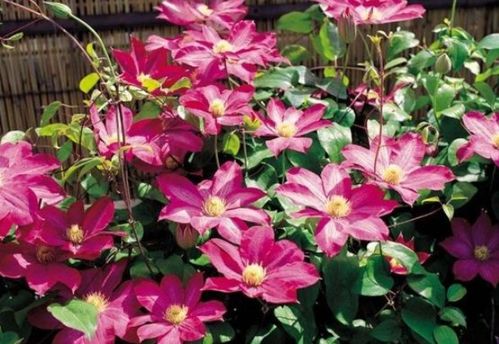 新手養(yǎng)花選它！花中精品輕松爬滿墻，花朵大又美，還能當(dāng)蔬菜吃